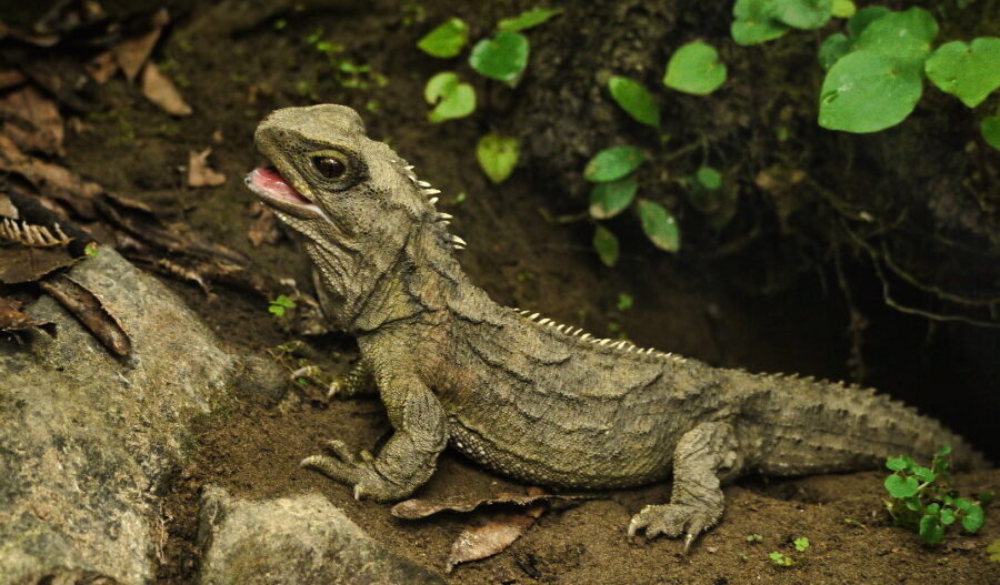 The Rare and Unique Tuatara | Critter Science