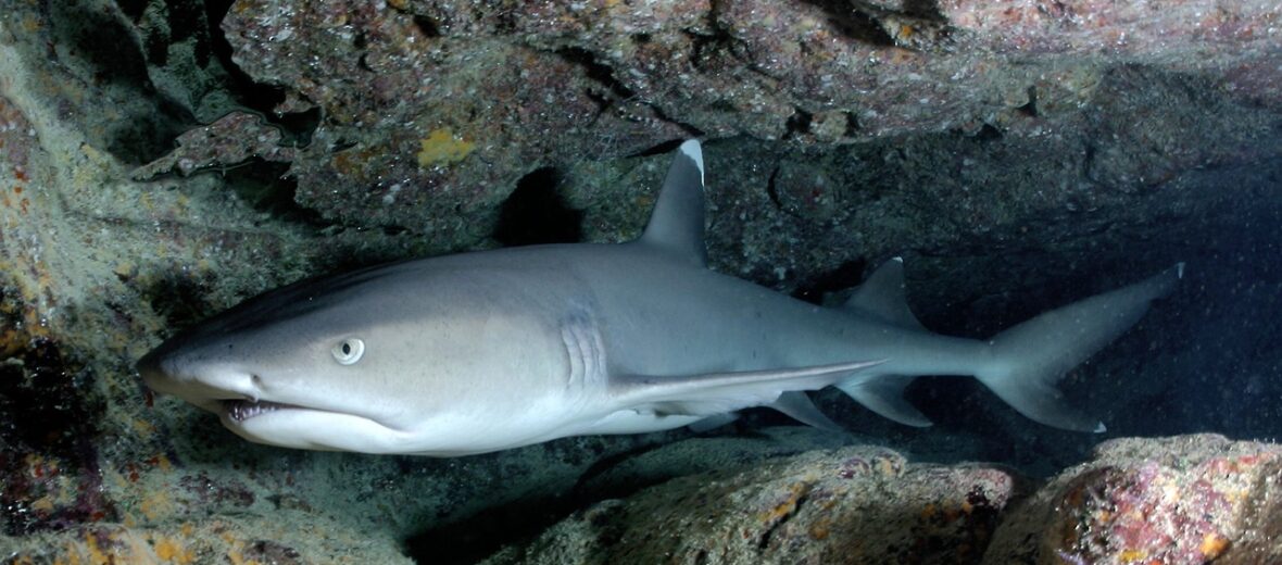 whitetip reef shark