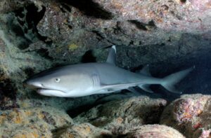 whitetip reef shark