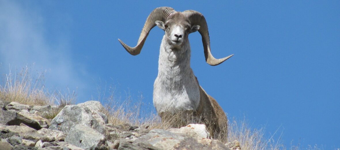 argali