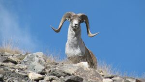 argali