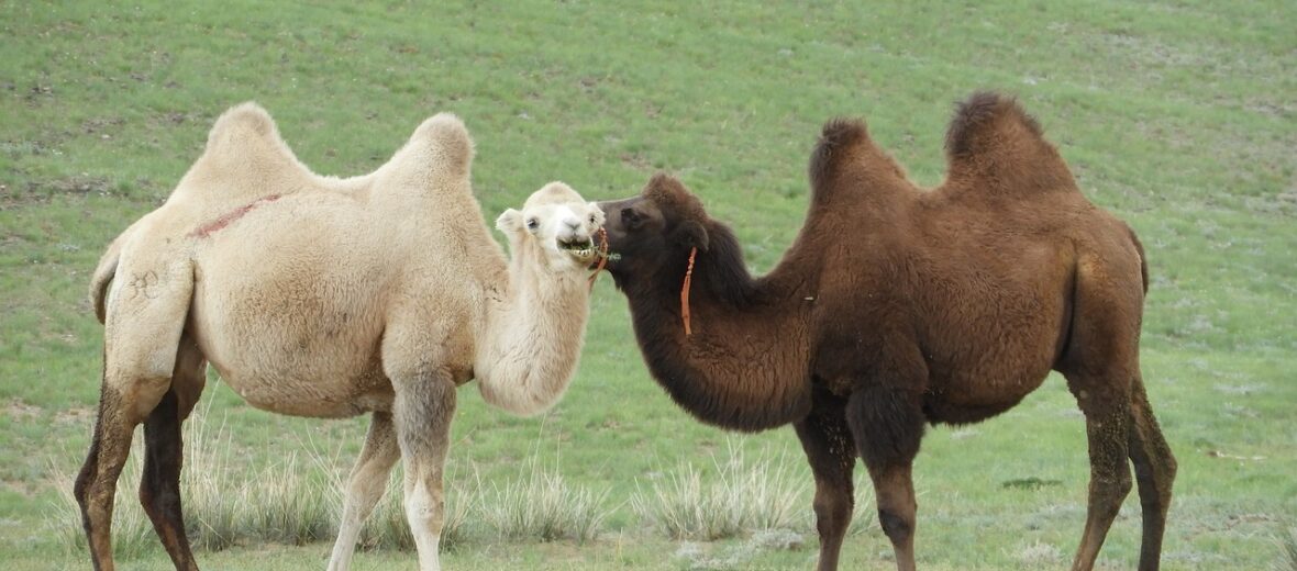 Bactrian Camels