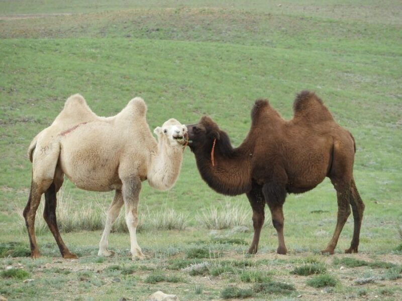 The Bactrian Camel | Critter Science