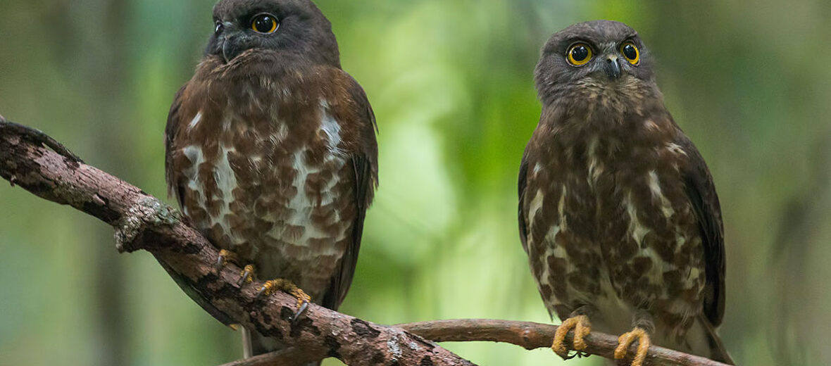 brown hawk-owl