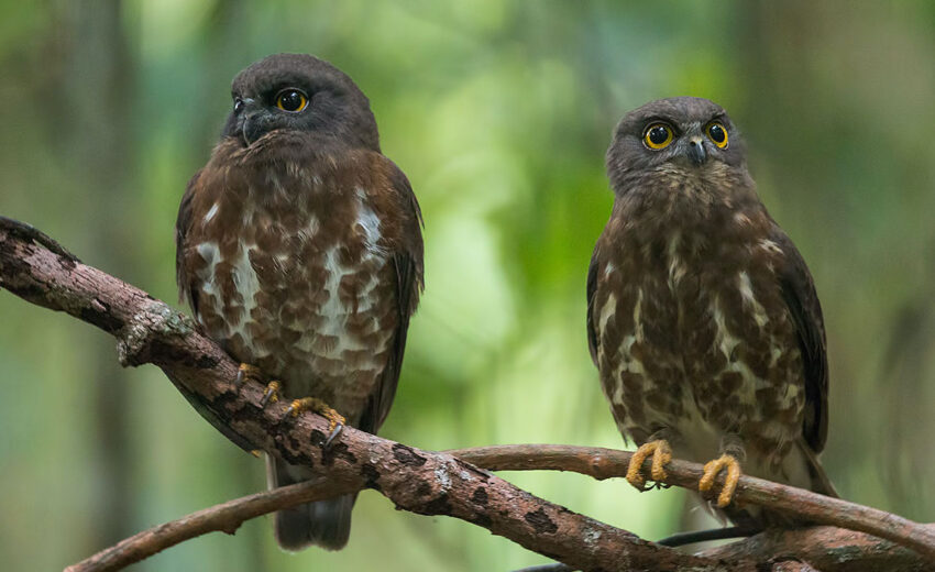 brown hawk-owl
