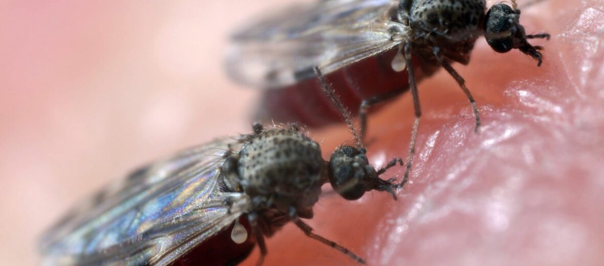 the-dreaded-biting-midge-critter-science