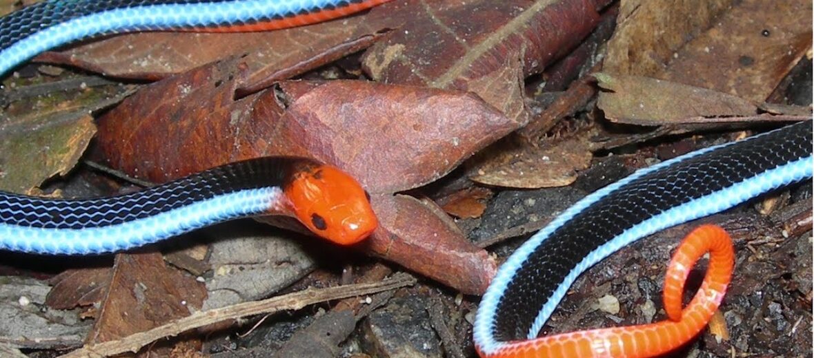 blue Malayan coral snake