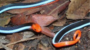 blue Malayan coral snake