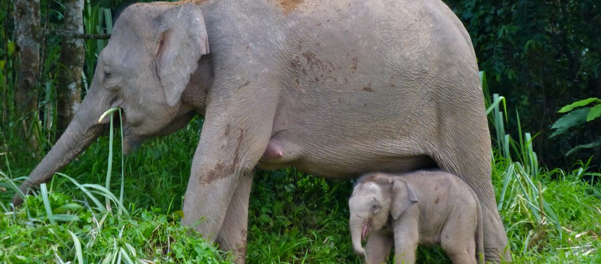 Borneo pygmy elephant