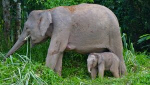 Borneo pygmy elephant