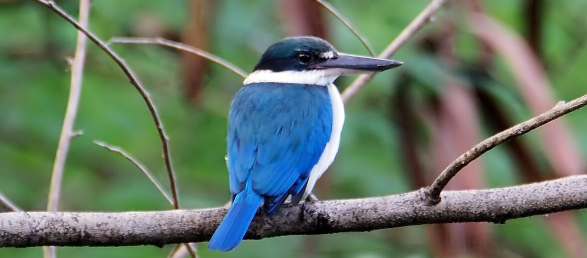 collared kingfisher, Critter Science