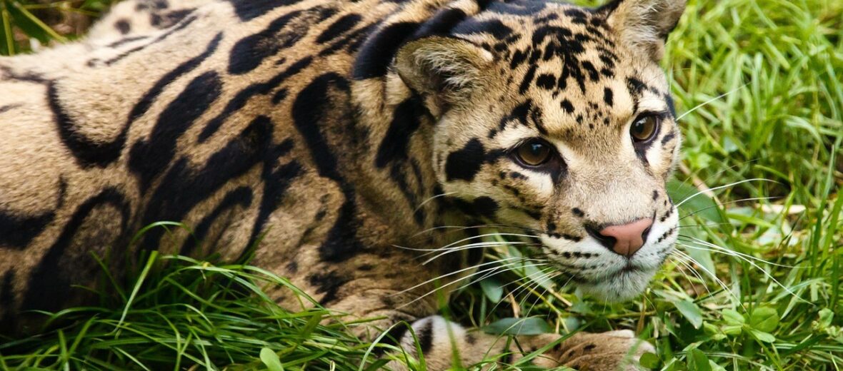 clouded leopard