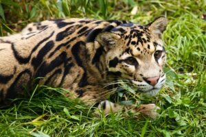 clouded leopard
