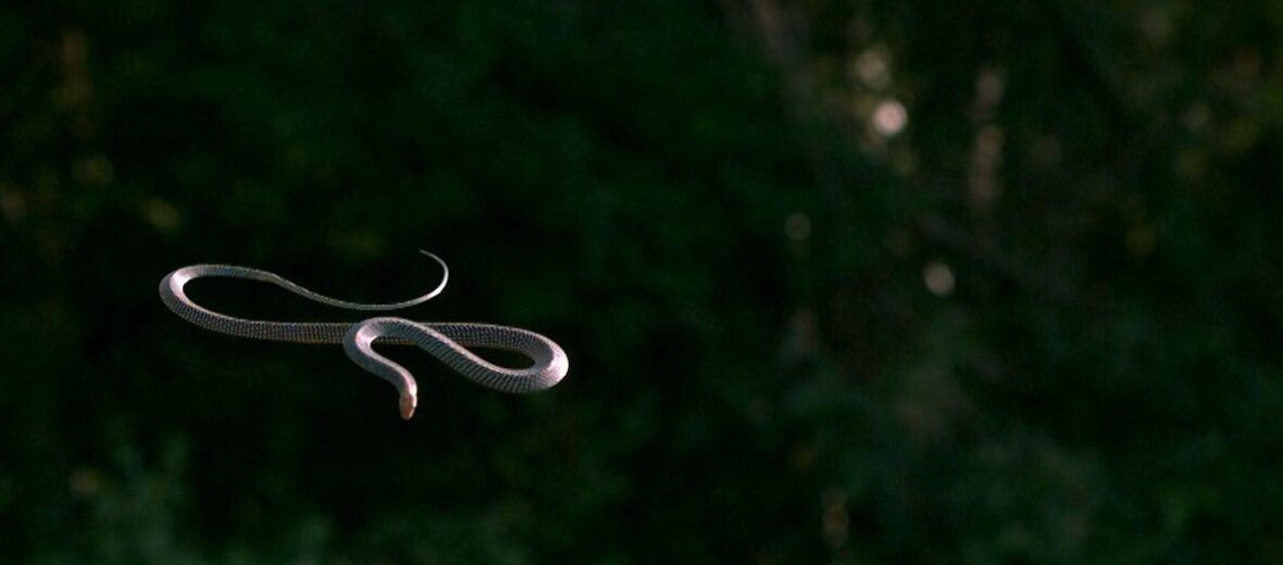 paradise flying tree snake