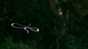 paradise flying tree snake