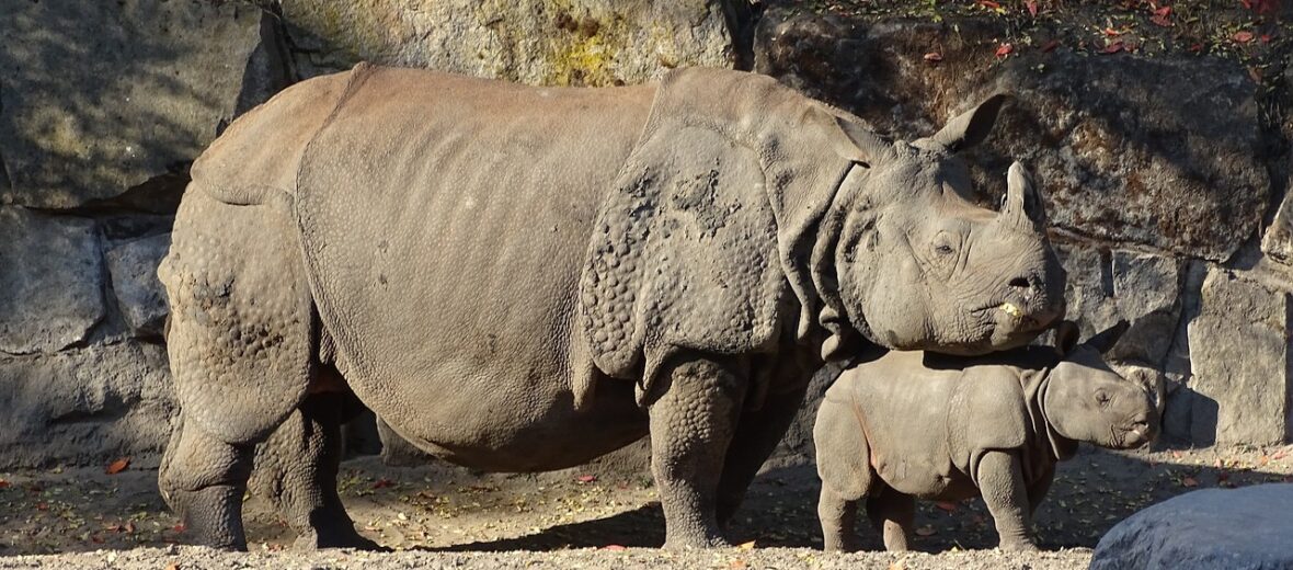 The Indian Rhinoceros Critter Science