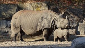 Indian rhinoceros
