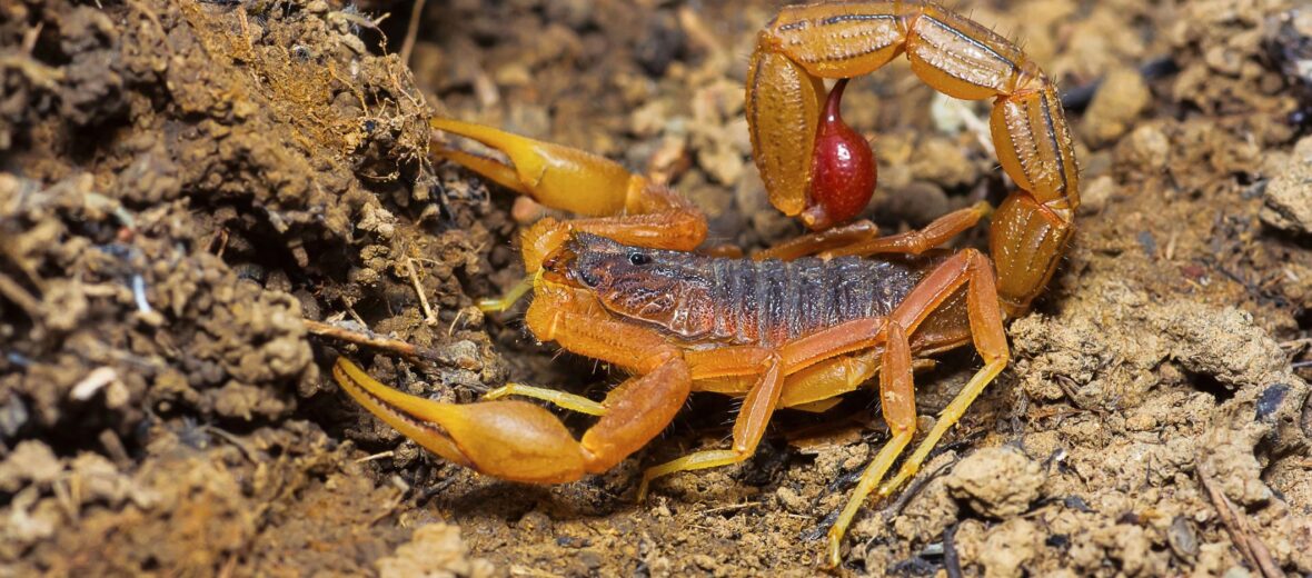 red scorpion animal