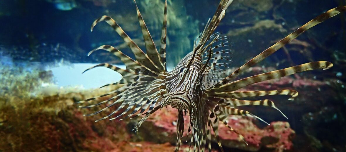 lionfish