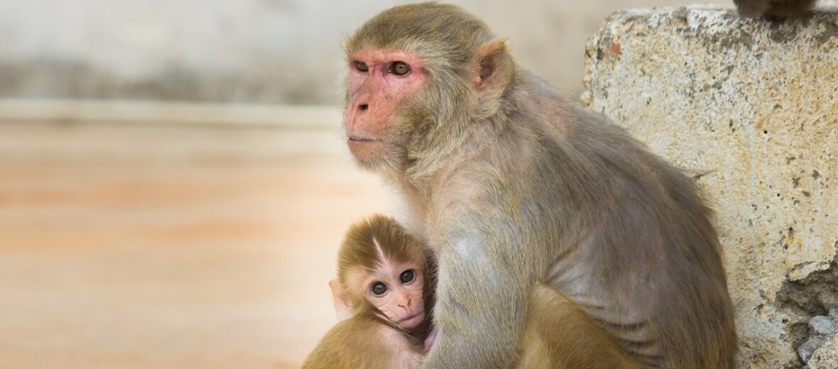 rhesus macaque monkey