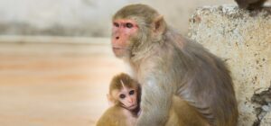 rhesus macaque monkey