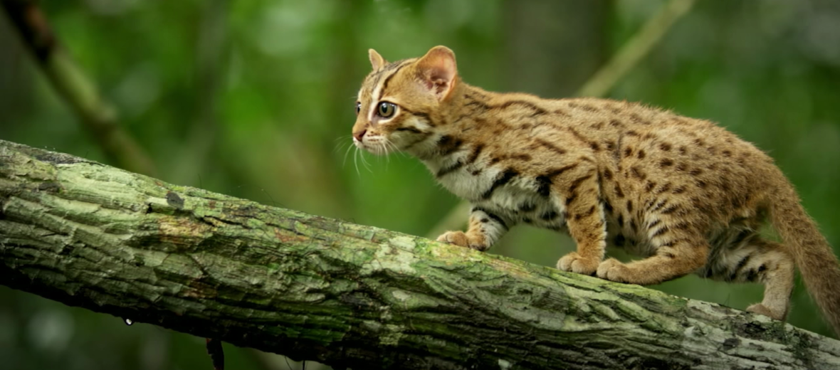 rusty-spotted cat, Critter Science
