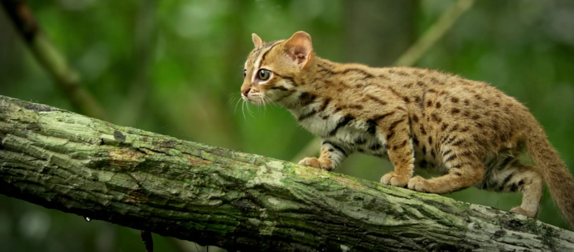 Rusty Spotted Cat Kittens