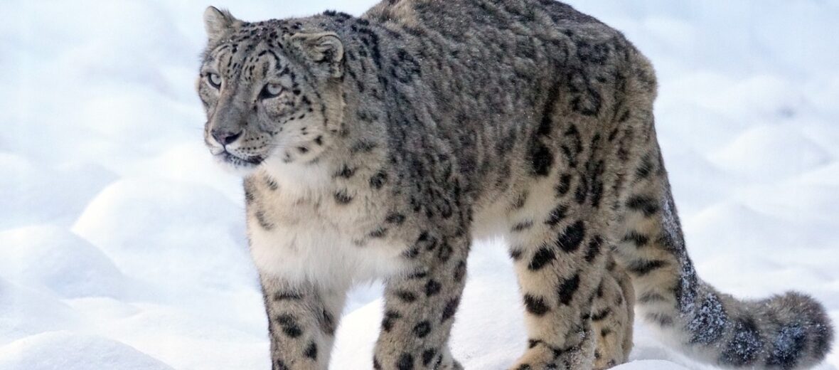 snow leopard