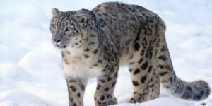 snow leopard