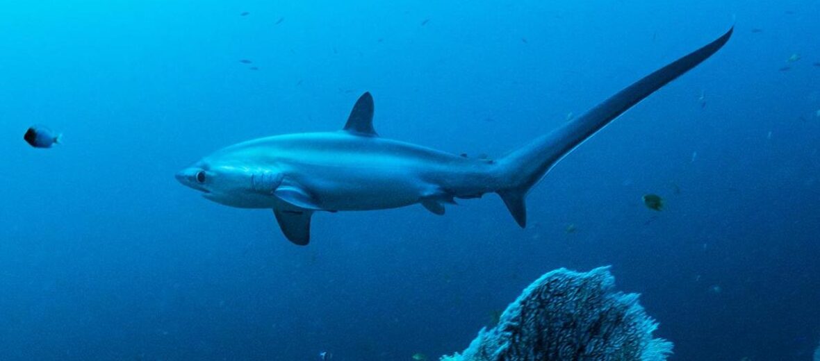 thresher shark