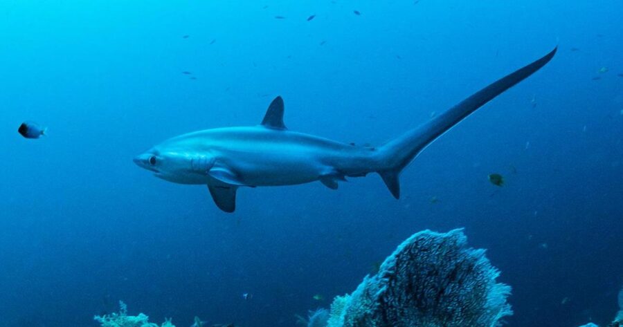 The Unique Looking Thresher Shark | Critter Science