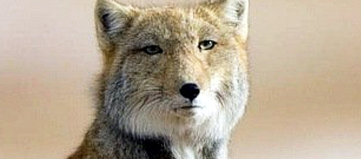 Tibetan sand fox