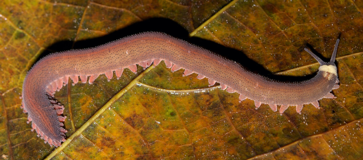 velvet worm