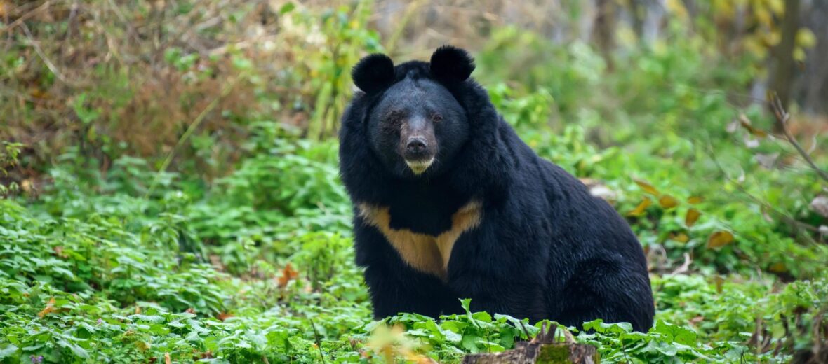 Asiatic black bear