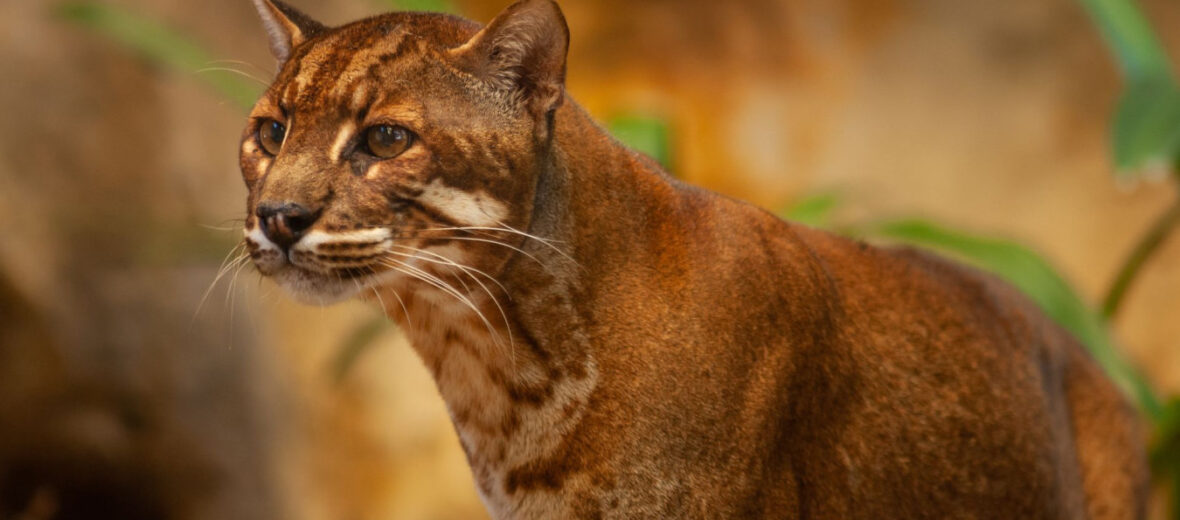 Asian golden cat