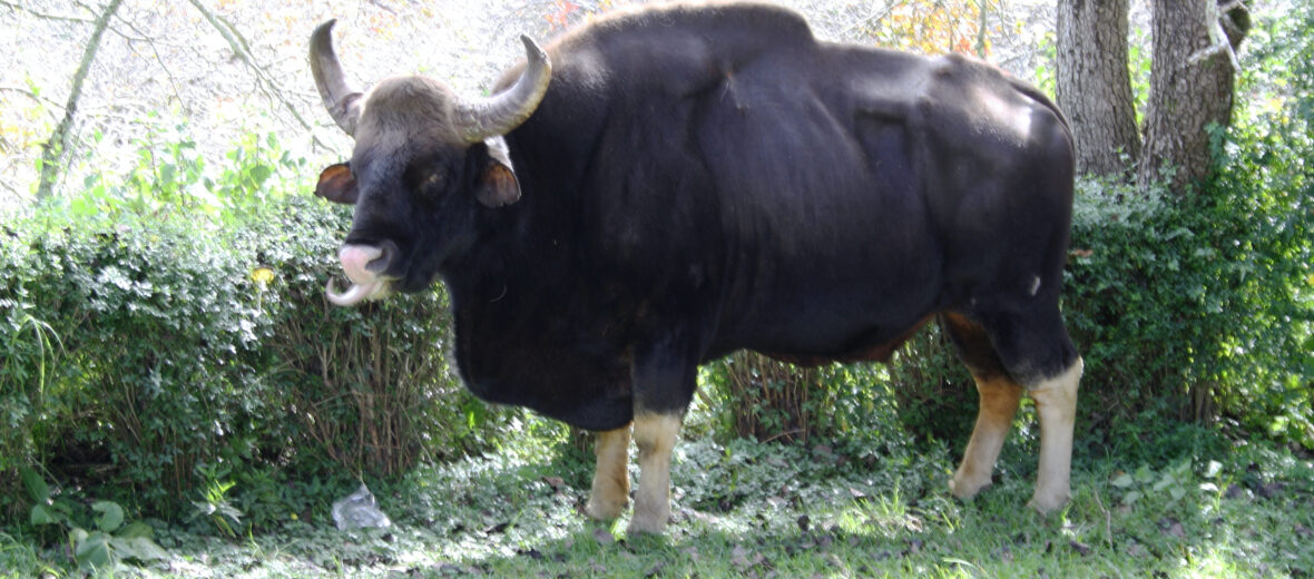 gaur