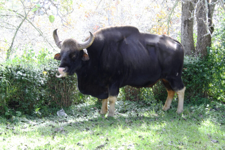 The Ginormous Gaur | Critter Science