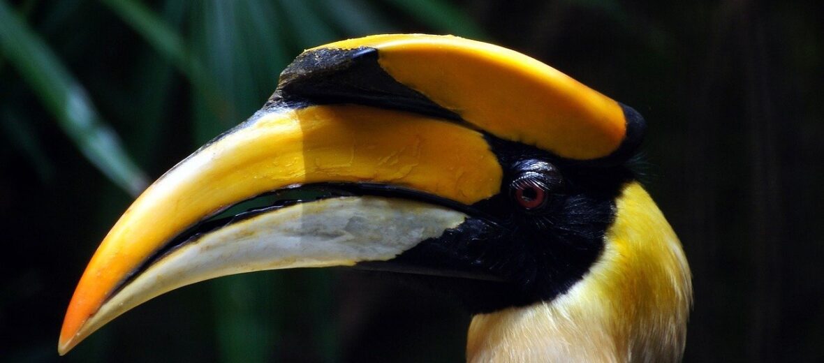 hornbill