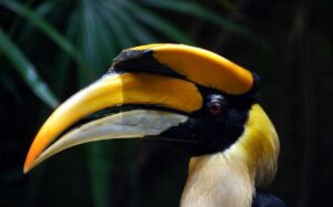hornbill