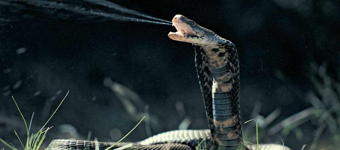 A snake that can spit and play dead - how awesome!