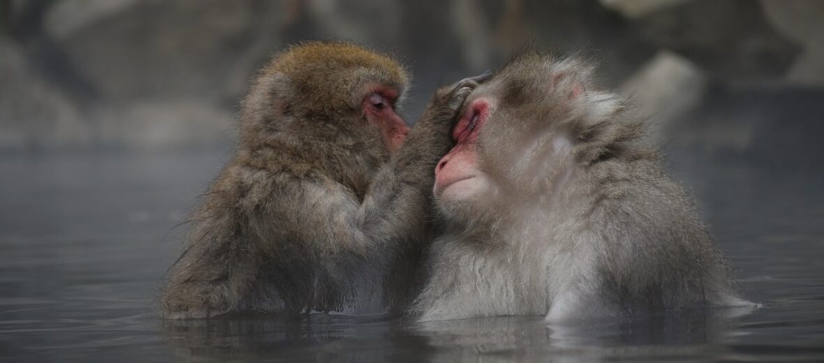 Japanese macaque monkey