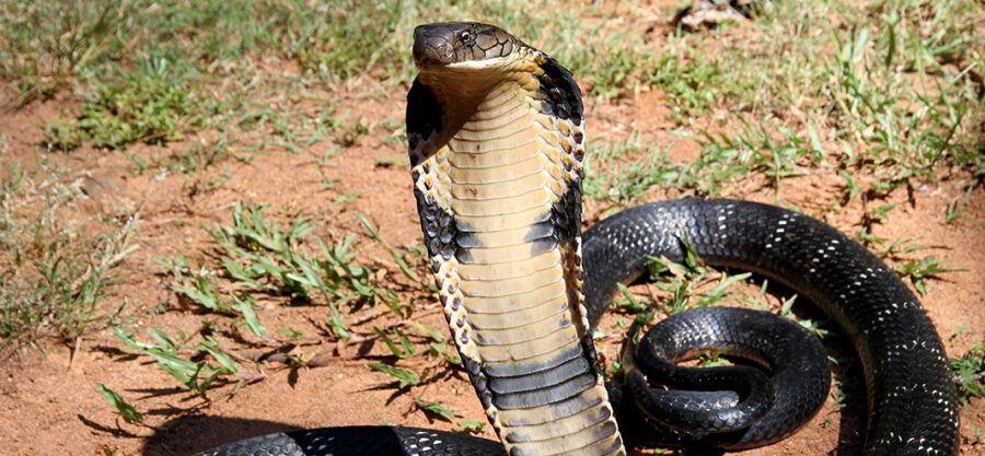 The deadly venomous King cobra is not a true cobra! 