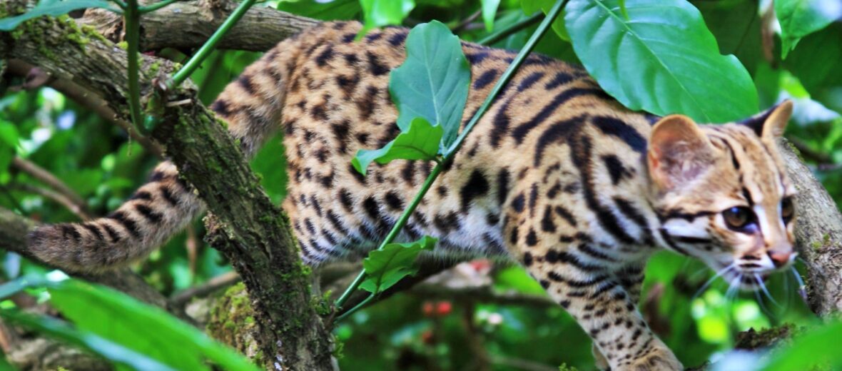 leopard cat