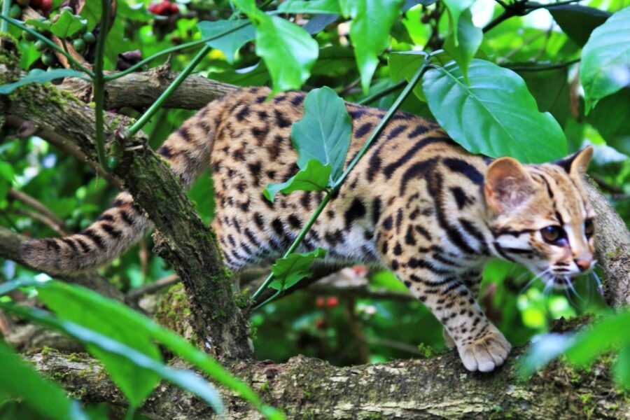 The Beautiful Leopard Cat | Critter Science