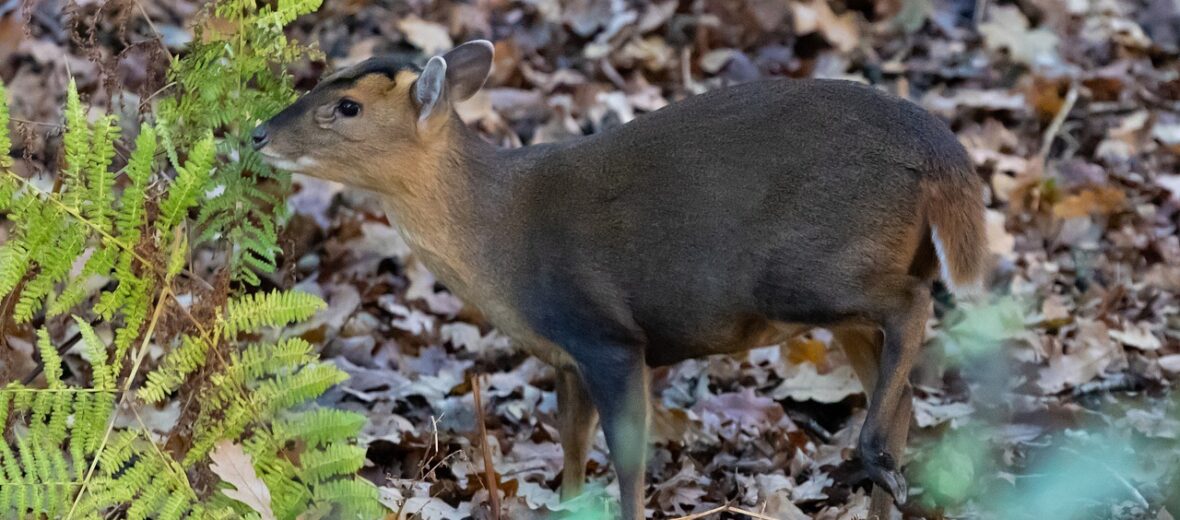 muntjac