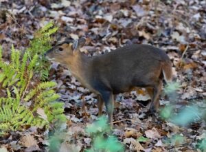 muntjac