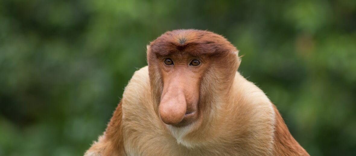 proboscis monkey