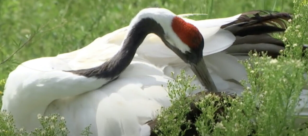 red-crowned crane