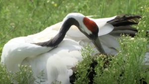 red-crowned crane