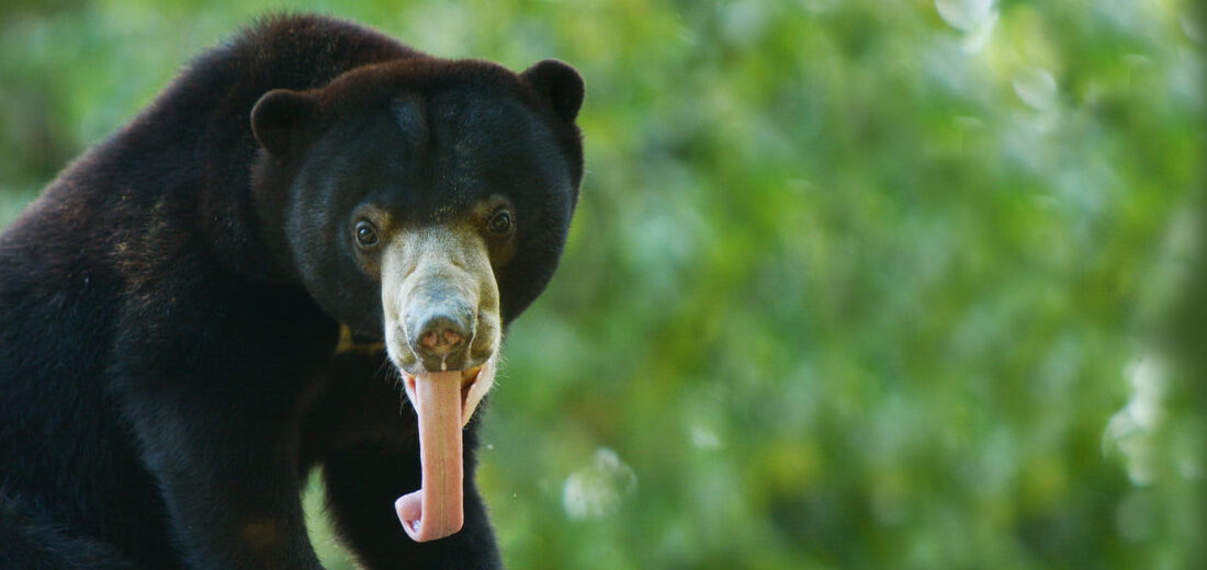 Sun Bear Tongue